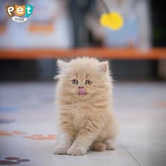 Persian Kitten | White Odd Eyes | Top Quality Kittens | Fawn Kitten