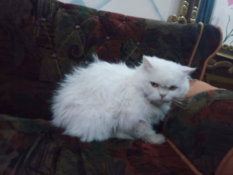 persian cat for sale 0