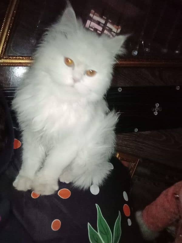 persian cat for sale 2