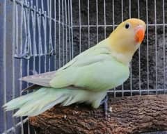 Lovebird (03020708076)