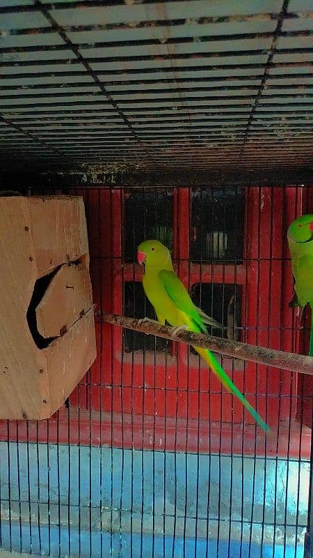 Green parrot pair 3