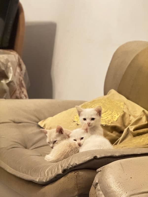 Persian Kittens | Triple Coat 1