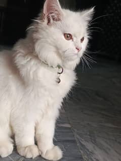 persian cat for sale