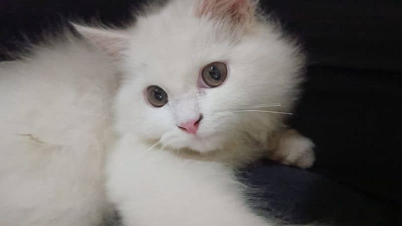 persian cat for sale 1