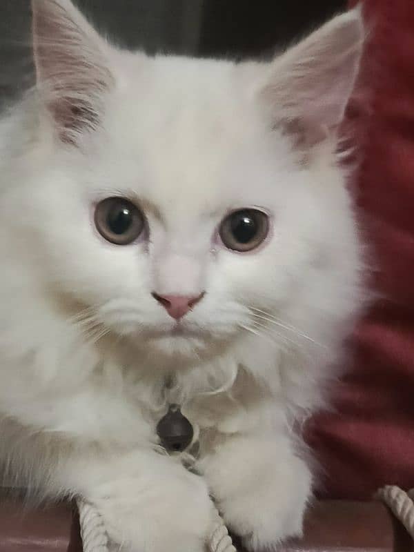 persian cat for sale 2