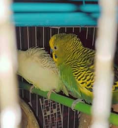 Breading budgie pair, red eye female budgie