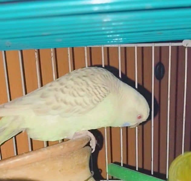 Breading budgie pair, red eye female budgie 3