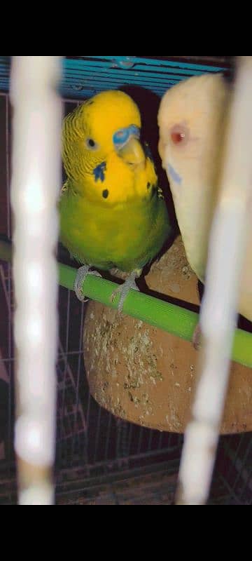 Breading budgie pair, red eye female budgie 4