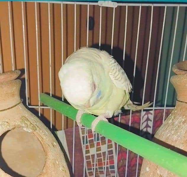 Breading budgie pair, red eye female budgie 5