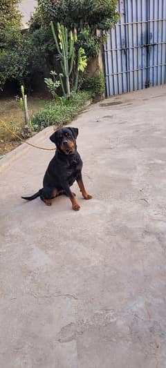 Rottweiler