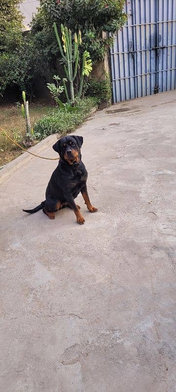 Rottweiler breeder female 0