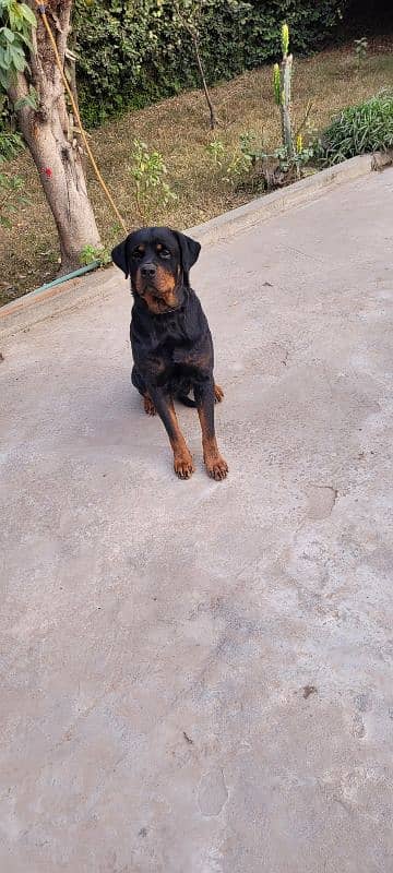 Rottweiler breeder female 2