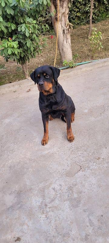 Rottweiler breeder female 3