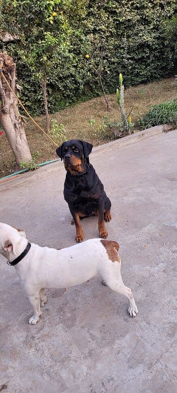 Rottweiler breeder female 4