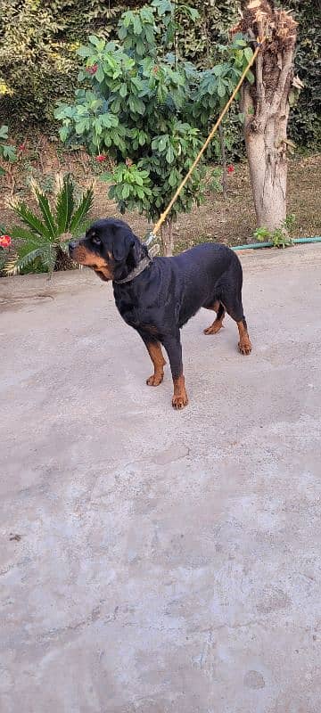 Rottweiler breeder female 5