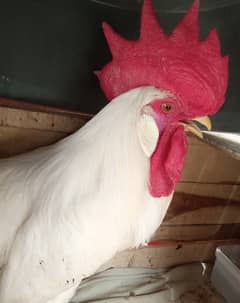 White Rooster