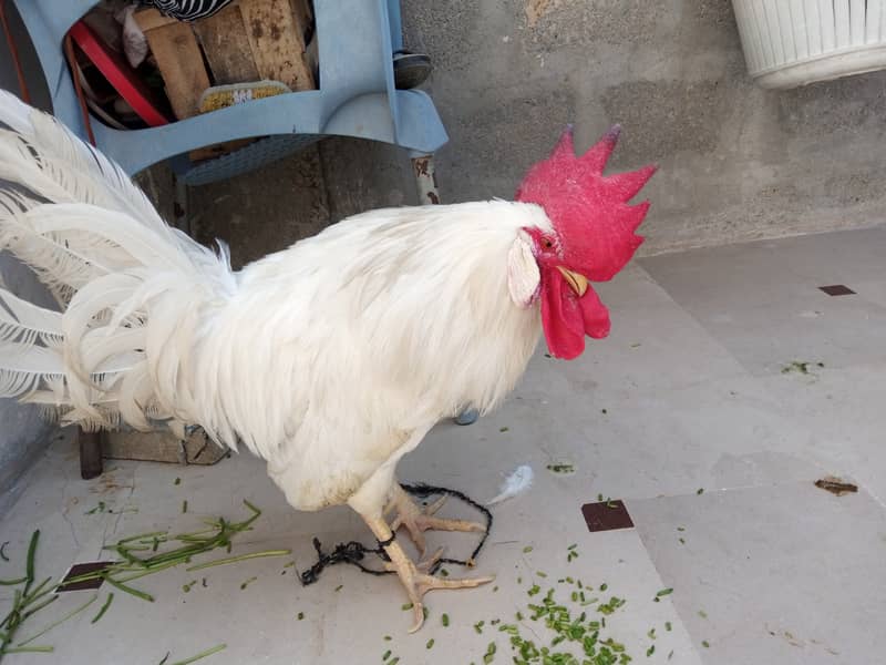 White Rooster 1