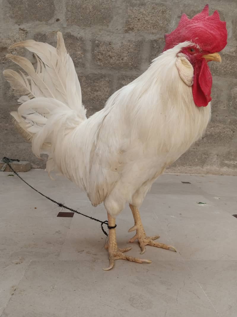 White Rooster 2