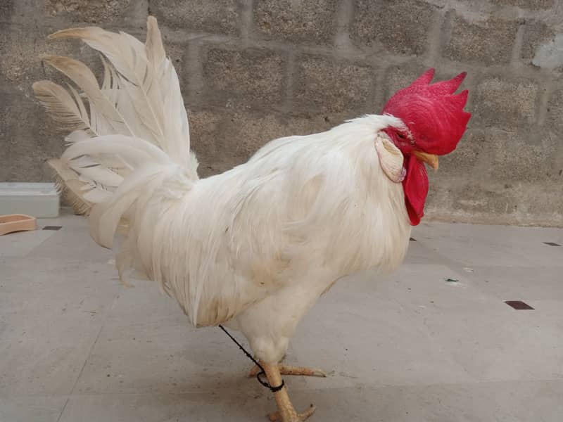 White Rooster 3