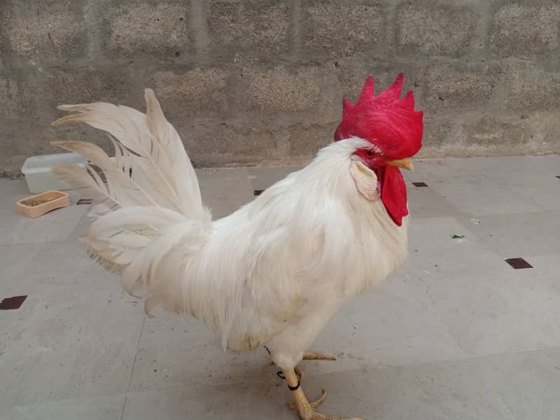 White Rooster 4