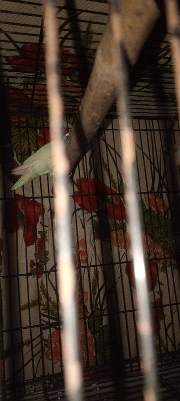 Sara satap sal Karna ha 1pair lovebard  2pair Australian parrot 1