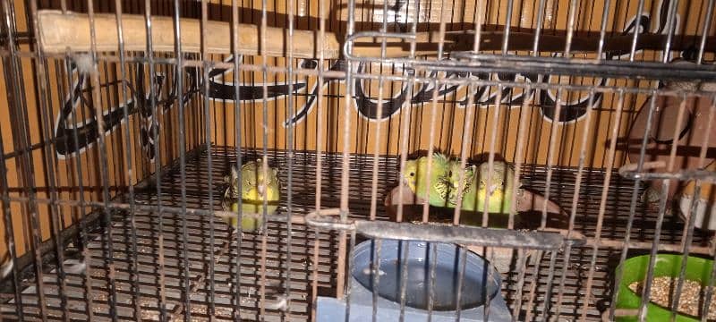 Sara satap sal Karna ha 1pair lovebard  2pair Australian parrot 5