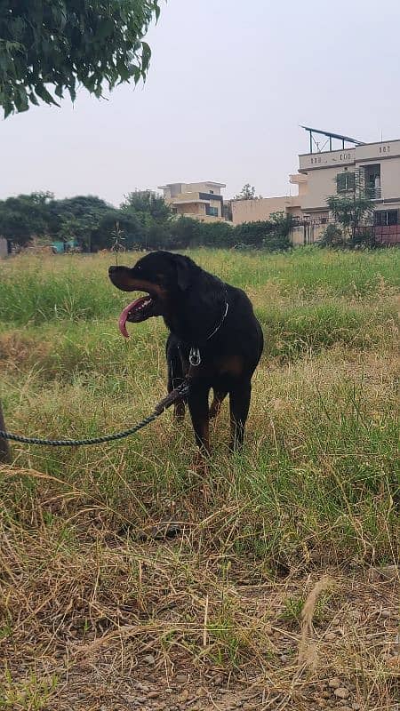 rottweiler male for stud 6