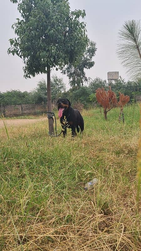 rottweiler male for stud 7