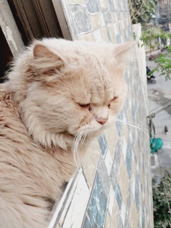 Persian Cat for sale - Vaccinated and Healthy 0