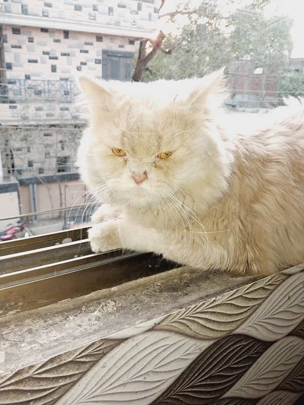 Persian Cat for sale - Vaccinated and Healthy 1