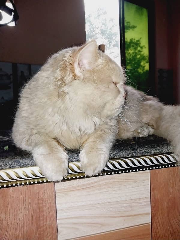 Persian Cat for sale - Vaccinated and Healthy 3