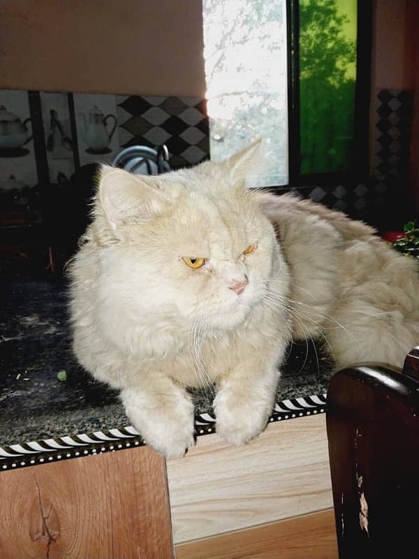 Persian Cat for sale - Vaccinated and Healthy 4