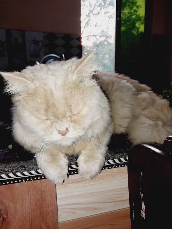 Persian Cat for sale - Vaccinated and Healthy 5