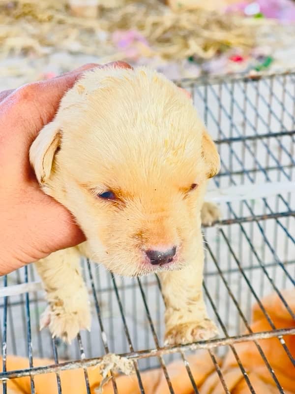 15 days female puppy’s 100% pure breed 2