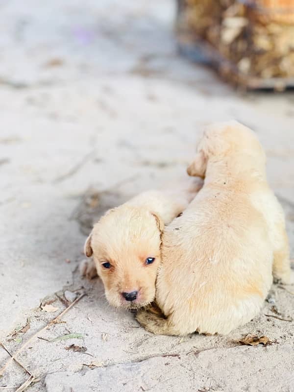 15 days female puppy’s 100% pure breed 5