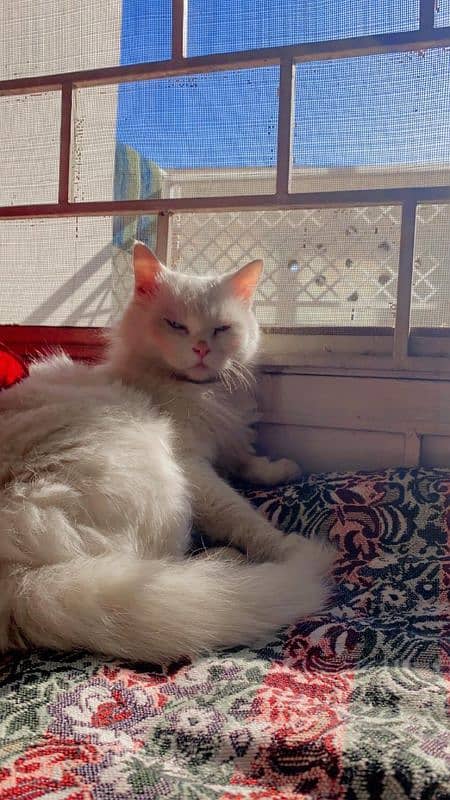 Persion Cat For Sale Wah Cantt 1