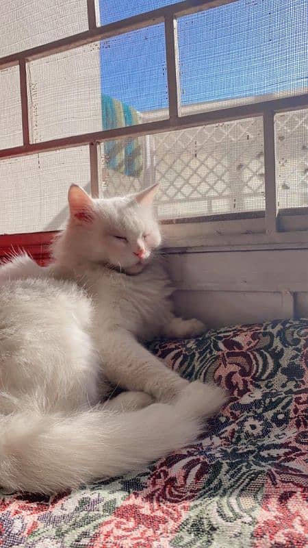 Persion Cat For Sale Wah Cantt 3