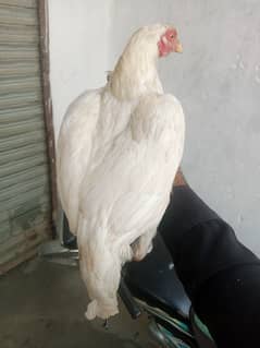 Hera paper white 2 female for sale. egg da rhe hy. location kamra atk