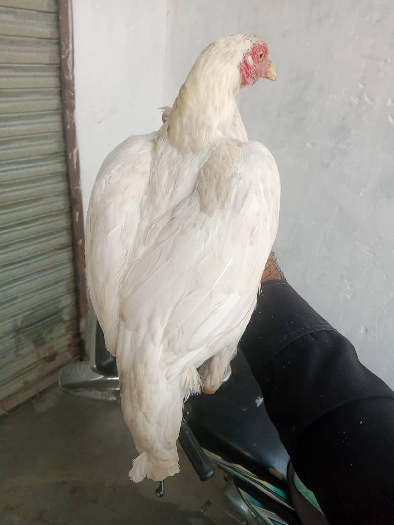 Hera paper white 2 female for sale. egg da rhe hy. location kamra atk 0