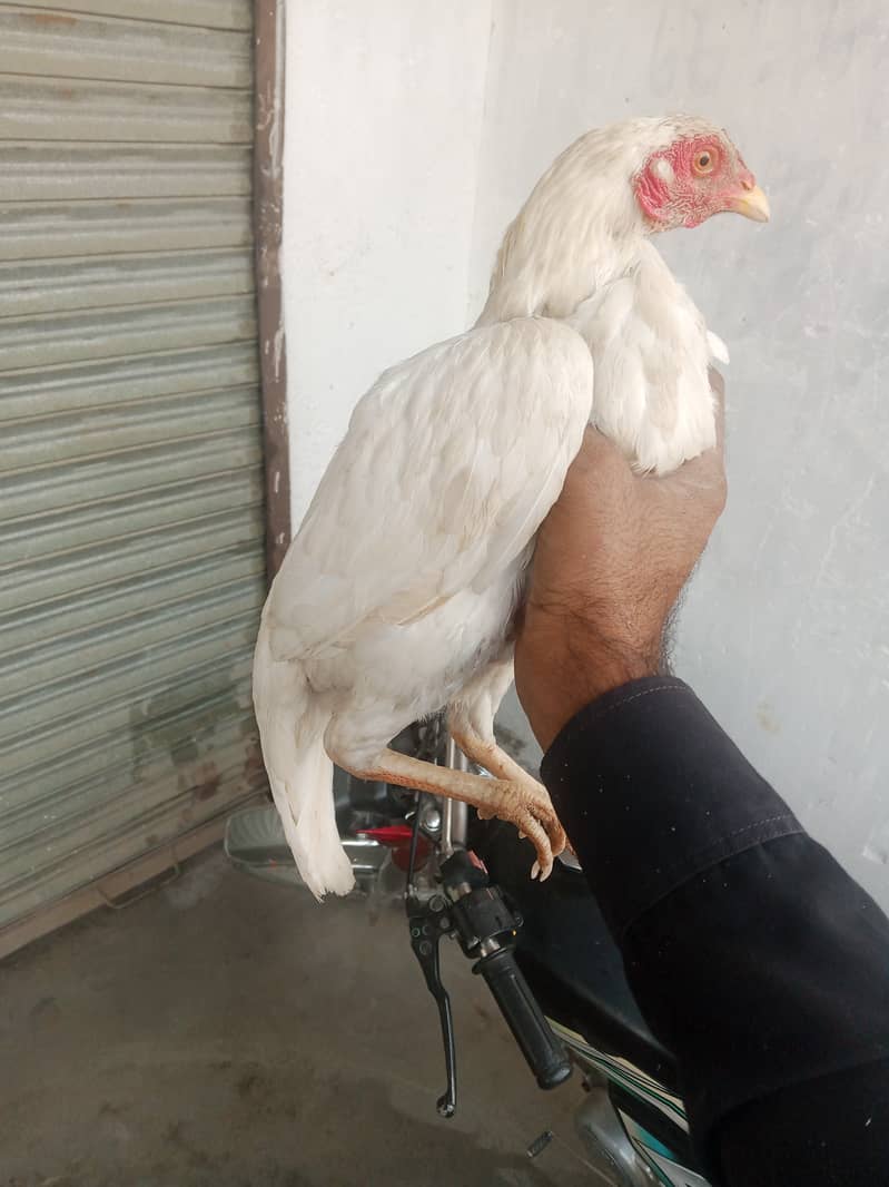 Hera paper white 2 female for sale. egg da rhe hy. location kamra atk 1