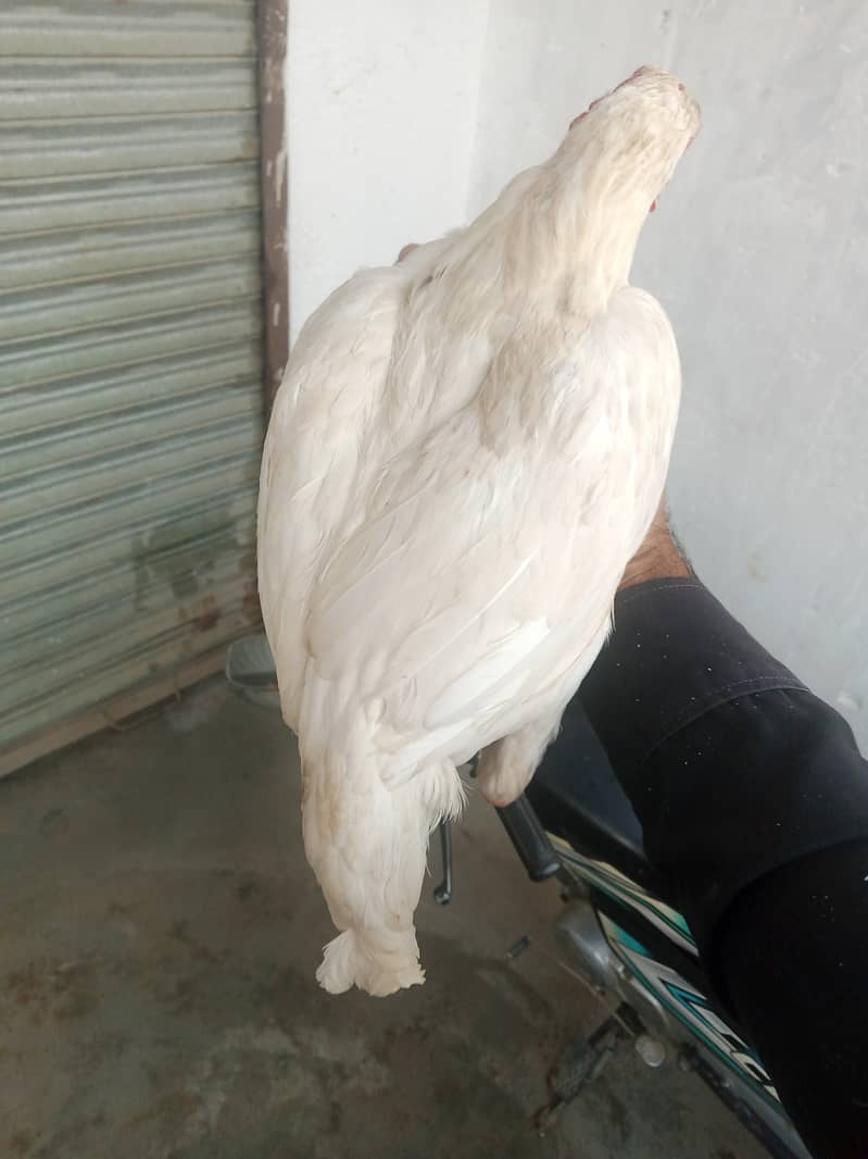 Hera paper white 2 female for sale. egg da rhe hy. location kamra atk 2