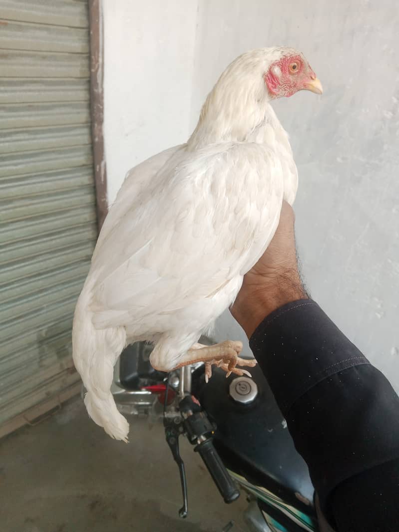 Hera paper white 2 female for sale. egg da rhe hy. location kamra atk 3