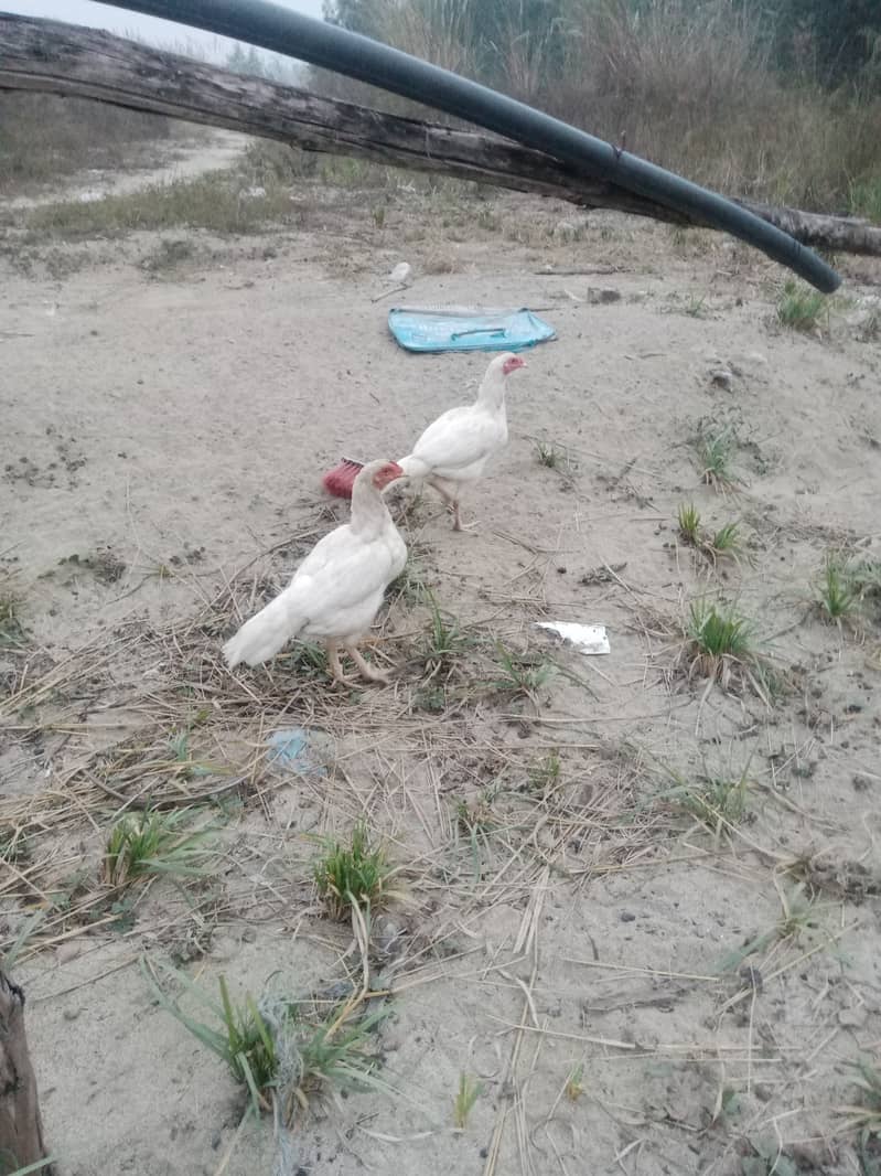 Hera paper white 2 female for sale. egg da rhe hy. location kamra atk 4