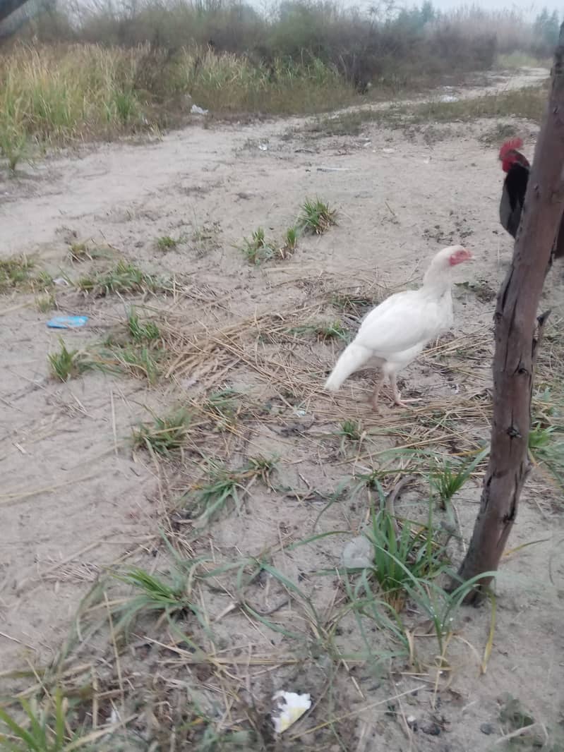 Hera paper white 2 female for sale. egg da rhe hy. location kamra atk 5