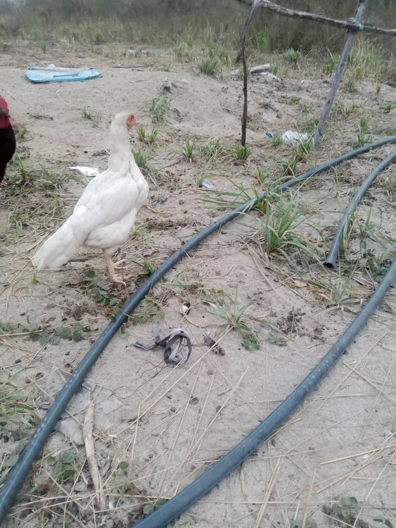 Hera paper white 2 female for sale. egg da rhe hy. location kamra atk 6