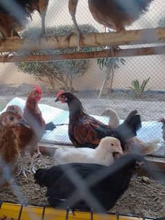 24 health active hen for sale urgent