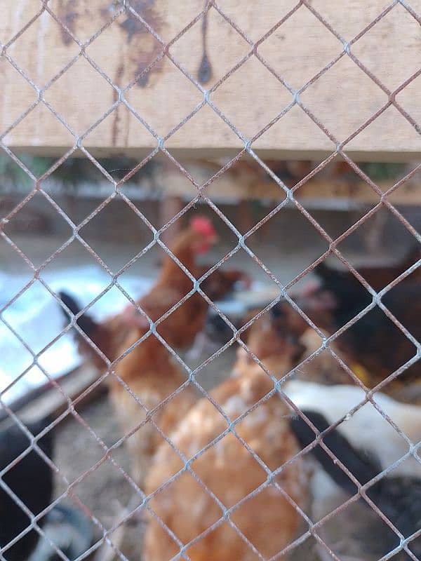 24 health active hen for sale urgent 1