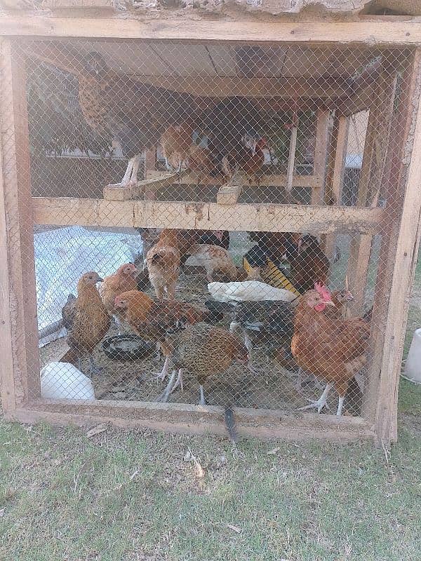 24 health active hen for sale urgent 4