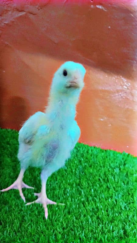 Very Top Quality Bird White king Oh Shamo Chick's for sale 0