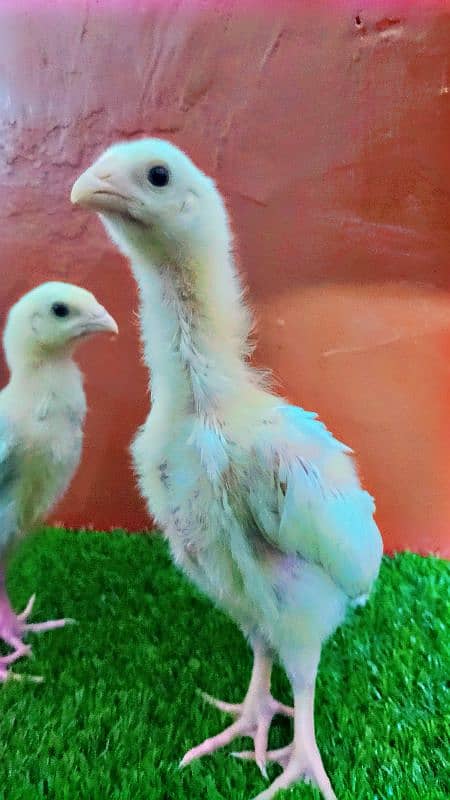 Very Top Quality Bird White king Oh Shamo Chick's for sale 1